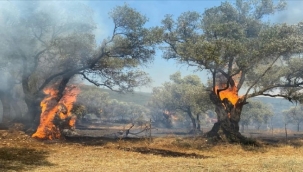 Ödemiş'te yangın: Zeytin ağaçları zarar gördü