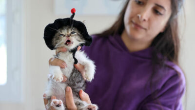 Buca Belediyesi, ağır yaralı halde bulunan yavru kedi “Zero” için