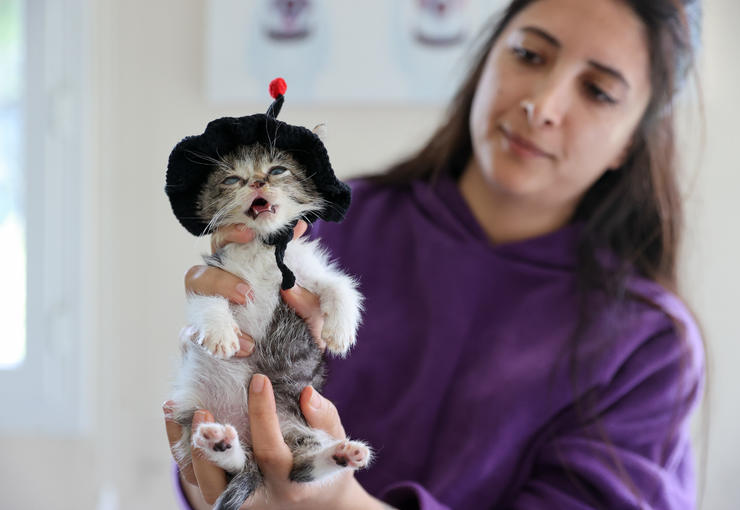 Buca Belediyesi, ağır yaralı halde bulunan yavru kedi “Zero” için