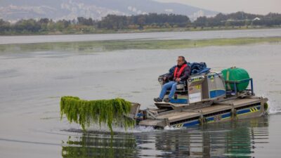 İzmir Büyükşehir Belediyesi ekipleri, Körfez’de görülen deniz marullarının temizlenmesi için
