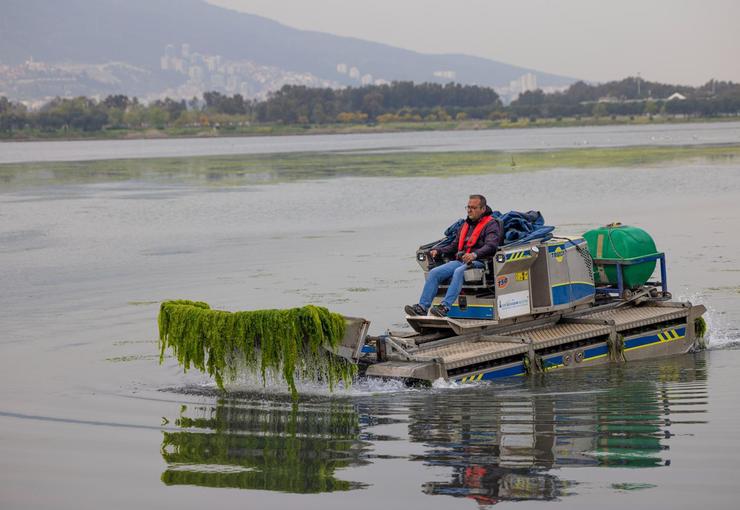İzmir Büyükşehir Belediyesi ekipleri, Körfez’de görülen deniz marullarının temizlenmesi için