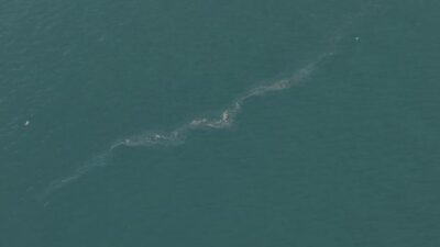 İzmir Büyükşehir Belediyesi’nin dron destekli rutin taramalarında, İzmir Körfezi’nde Karşıyaka