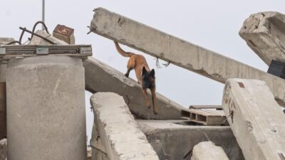 İzmir Büyükşehir Belediyesi İtfaiyesi K9 Birimi, Pako Sokak Hayvanları Kampüsü’nden