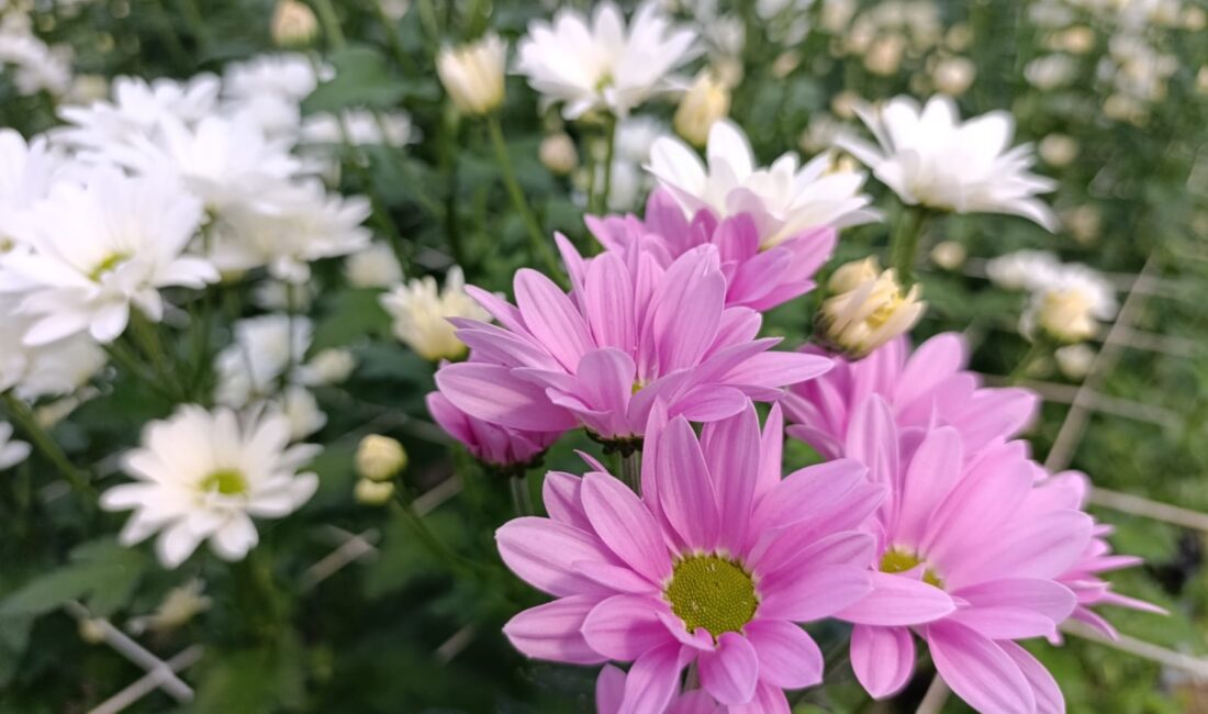 Simav — Kütahya’nın Simav ilçesinde jeotermal enerjiyle ısıtılan seralarda yetiştirilen