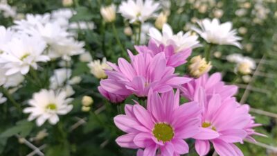 Simav — Kütahya’nın Simav ilçesinde jeotermal enerjiyle ısıtılan seralarda yetiştirilen