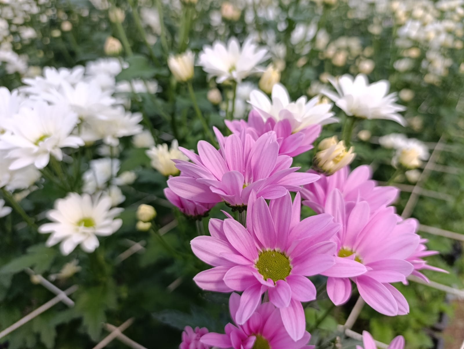 Simav — Kütahya’nın Simav ilçesinde jeotermal enerjiyle ısıtılan seralarda yetiştirilen