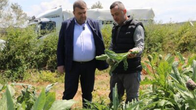 İlçenin önemli tarımsal üretim merkezlerinden Düzce Köyü’nde gerçekleşen hasada, Seferihisar