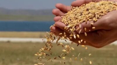 Türkiye'nin hububat, bakliyat, yağlı tohumlar ve mamulleri ihracatı 2026 yılının