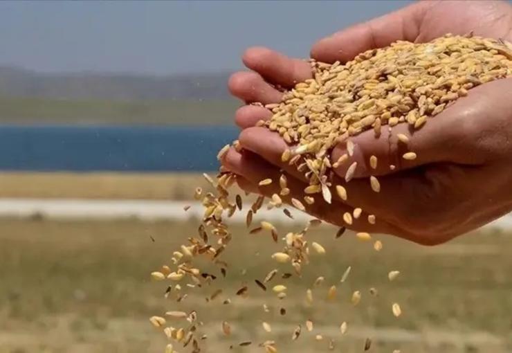 Türkiye'nin hububat, bakliyat, yağlı tohumlar ve mamulleri ihracatı 2026 yılının