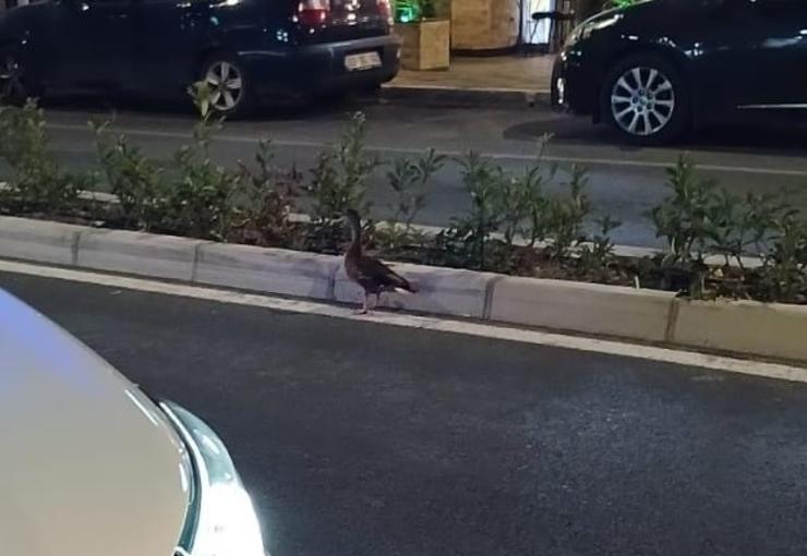 İzmir Büyükşehir Belediyesi zabıta ekipleri, Karşıyaka'da taksilere yönelik denetm sırasında