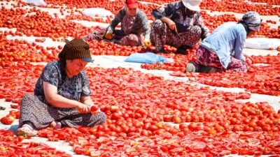 İzmir Büyükşehir Belediyesi, Torbalı’nın kuru domates üreticileri ve tarım işçilerini