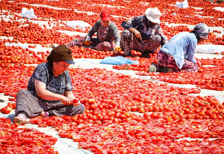 İzmir Büyükşehir Belediyesi, Torbalı’nın kuru domates üreticileri ve tarım işçilerini