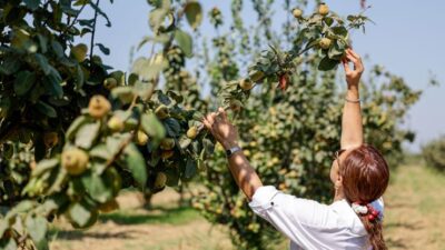 İzmir Büyükşehir Belediyesi’nin hizmete aldığı Selçuk Merkez Yüzey Altı Sulama