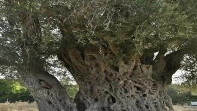 İzmir’in Seferihisar ilçesindeki Teos Antik Kenti, yaklaşık 1800 yaşındaki Umay