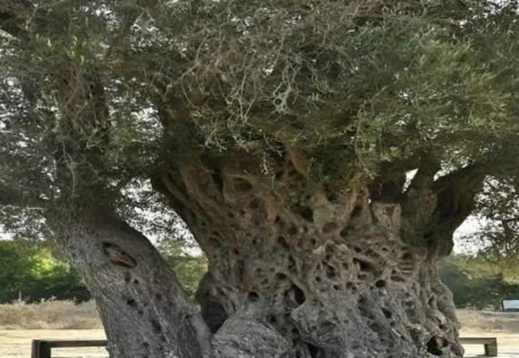 İzmir’in Seferihisar ilçesindeki Teos Antik Kenti, yaklaşık 1800 yaşındaki Umay