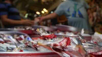 İzmir Ticaret Odası Yönetim Kurulu Üyesi ve İzmir Balıkçı İş