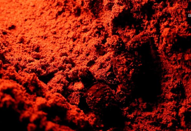 Didim’in Manastır Koyu’nda koruma altındaki yuvalardan çıkan sezonun son caretta